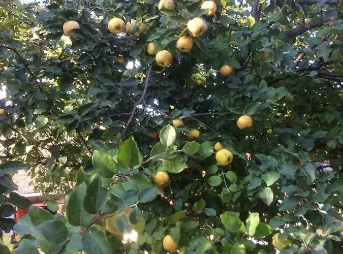 Levendula Vendeghaz * Zalaszentgrót